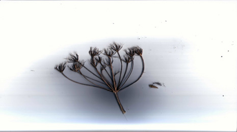 offload-plants-2.jpg
