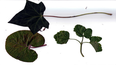 offload plants 3